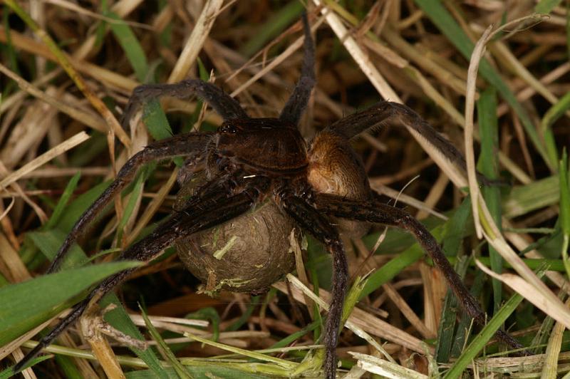 Dolomedes_plantarius_D5144_Z_89_Canal du Nivernais_Frankrijk.jpg